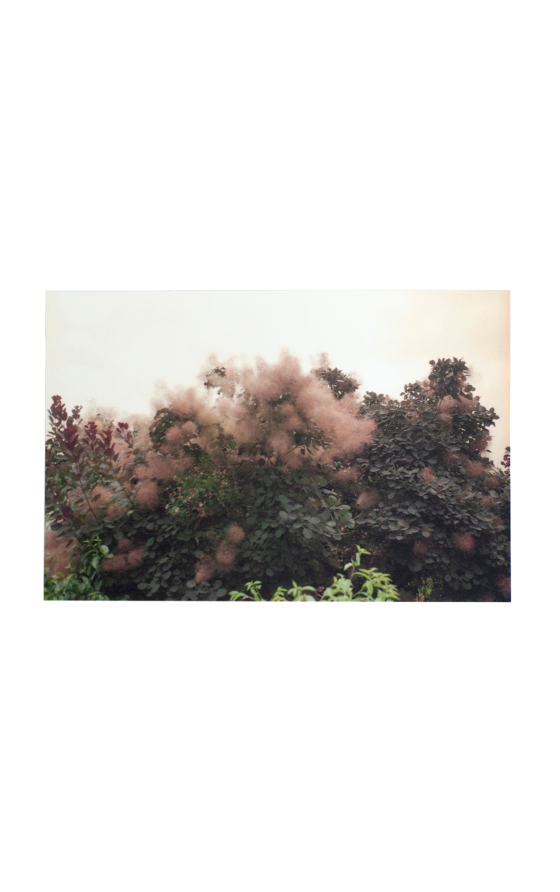 4+1 Postcards - Wig tree