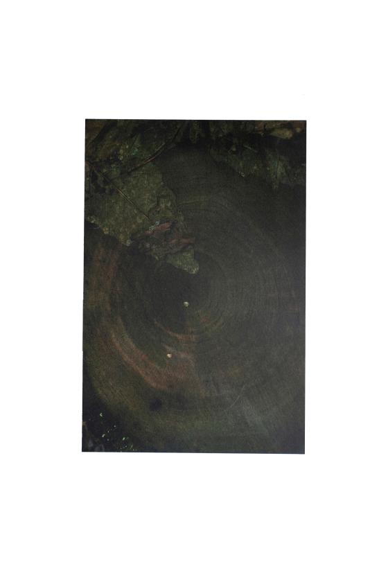4+1 Postcards - Tree rings