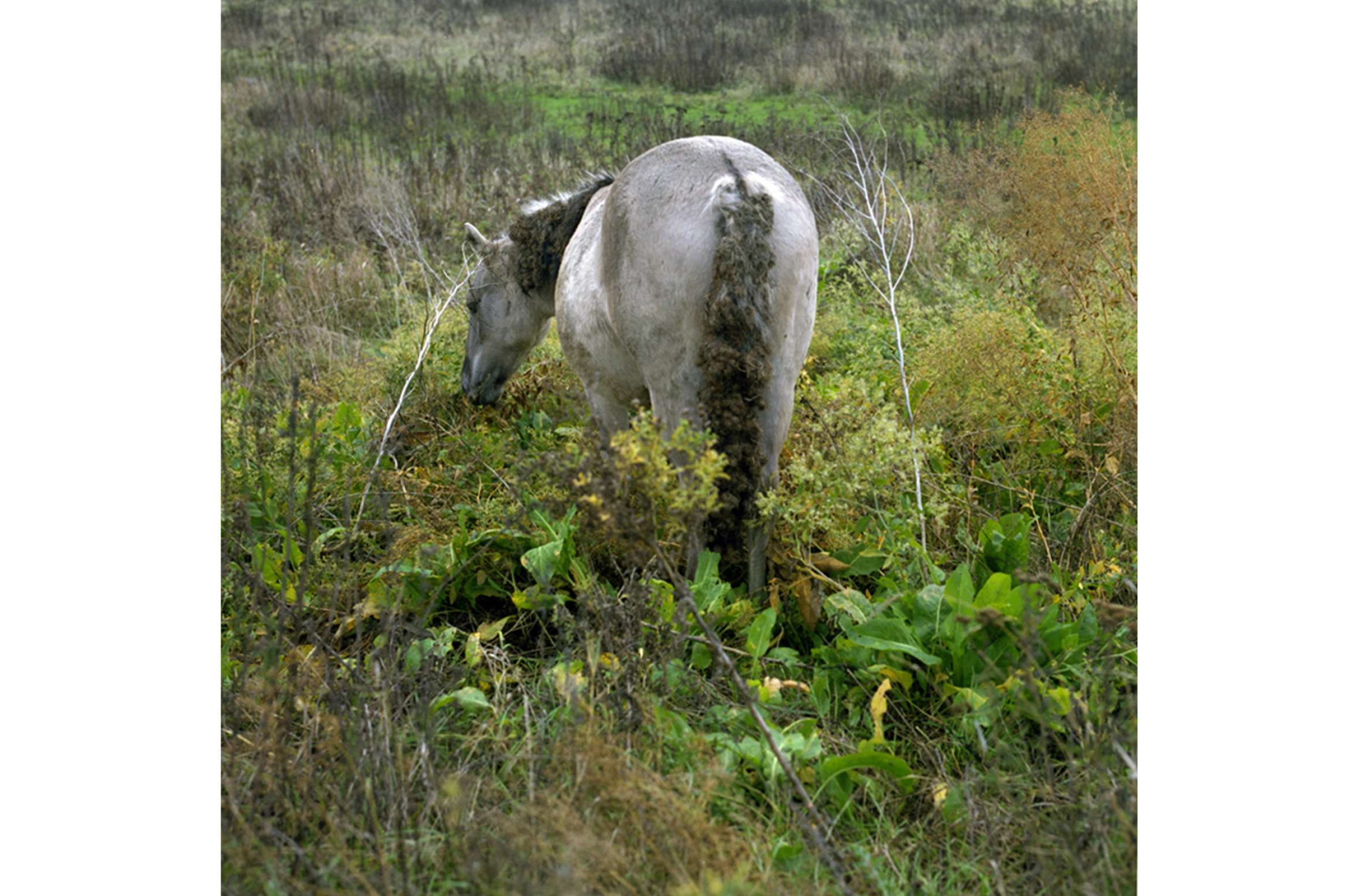 Konik